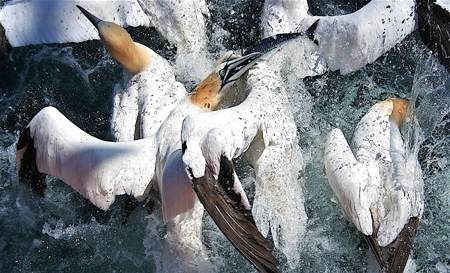 Gannets diving in a flurry on herring.