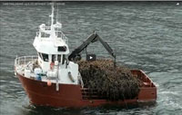 Seaweed Dragging