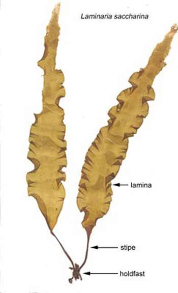 Слоевище ризоиды. Строение водоросли ламинарии. Laminaria saccharina строение. Бурые водоросли ламинария строение. Строение таллома ламинарии.