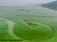 Algae Bloom