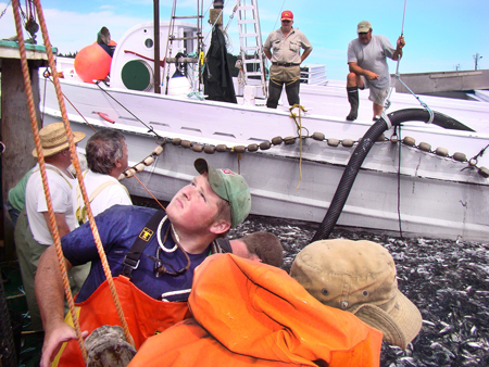 Pumping Atlantic herring out of a weir into a herring carrier.