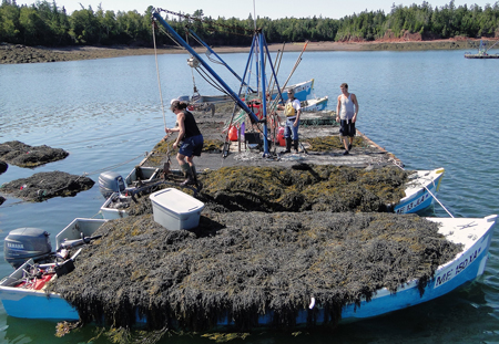 Unloading rockweef from harvester boats.